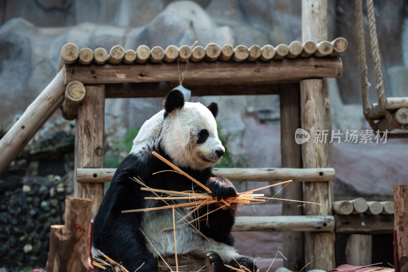 泰国清迈野生动物园中的大熊猫