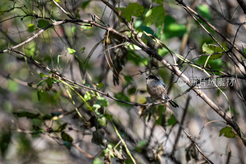 银喉长尾山雀（Aegithalos glaucogularis）