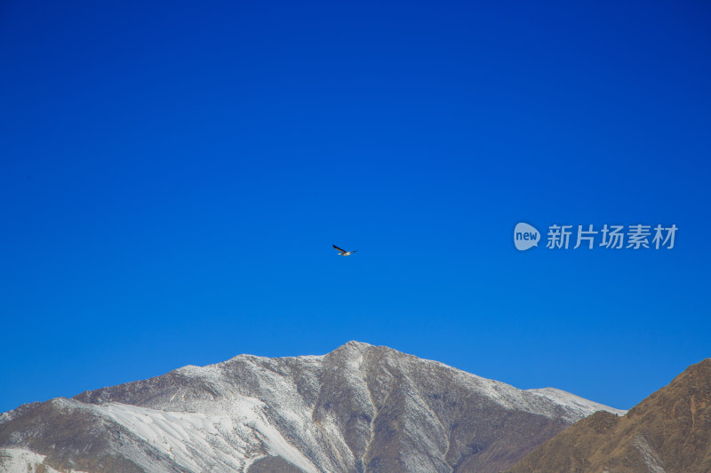 中国西藏冬季蓝天下迁徙的鸟类飞越雪山