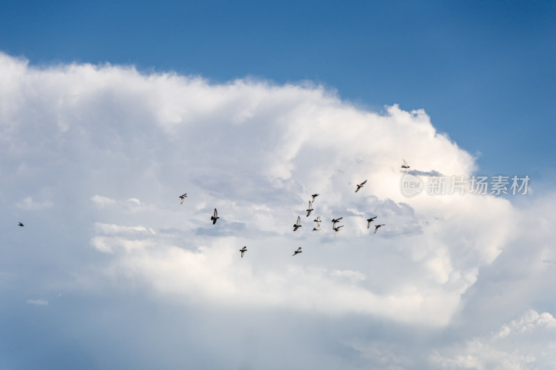 云景积雨云鸽子在天空飞翔