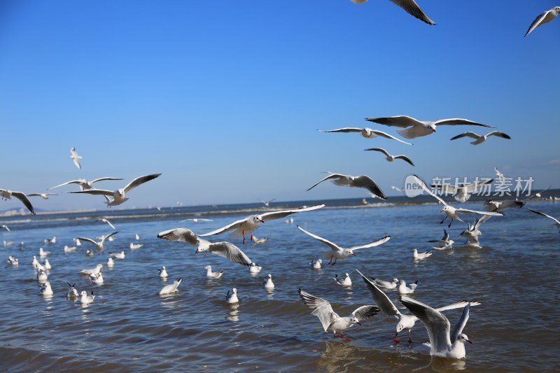 海边群飞与栖息的海鸥