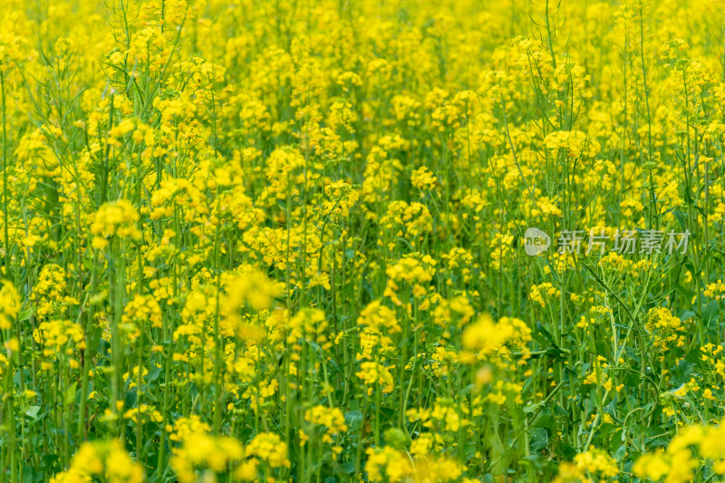 盛开的黄色油菜花田