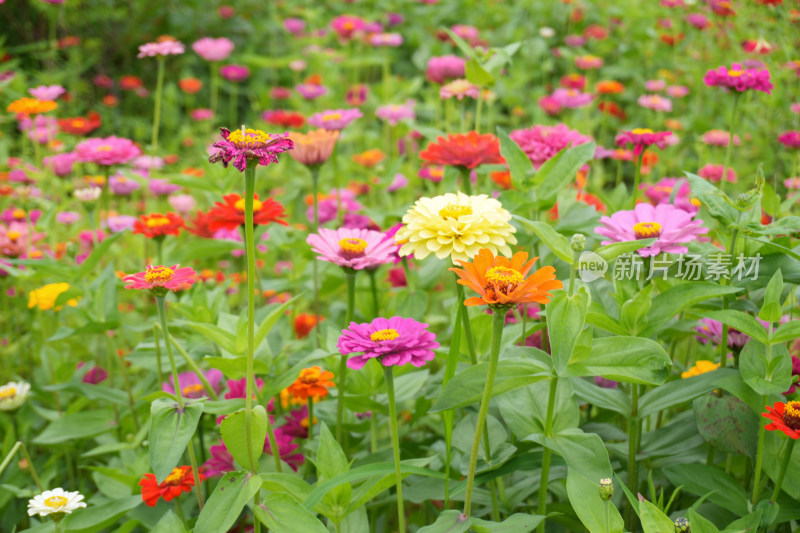 盛开的格桑花、百日草、非洲菊