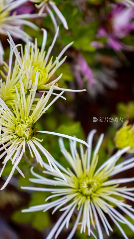 鲜花花朵菊花摄影图