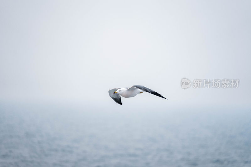 海鸥在海面上方飞翔