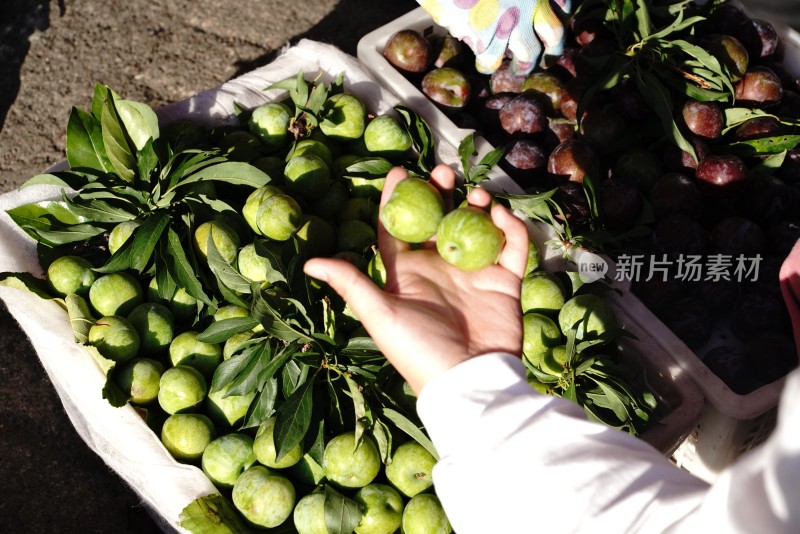 手捧带叶青李的特写场景