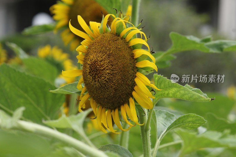 大片向日葵花田绿叶黄花生机勃勃