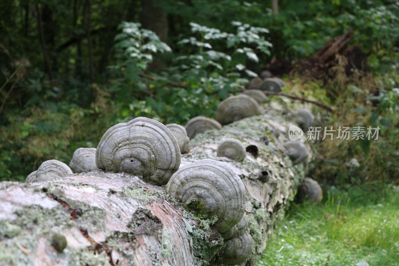 野生菌蘑菇生长环境菌类山菌野生菌