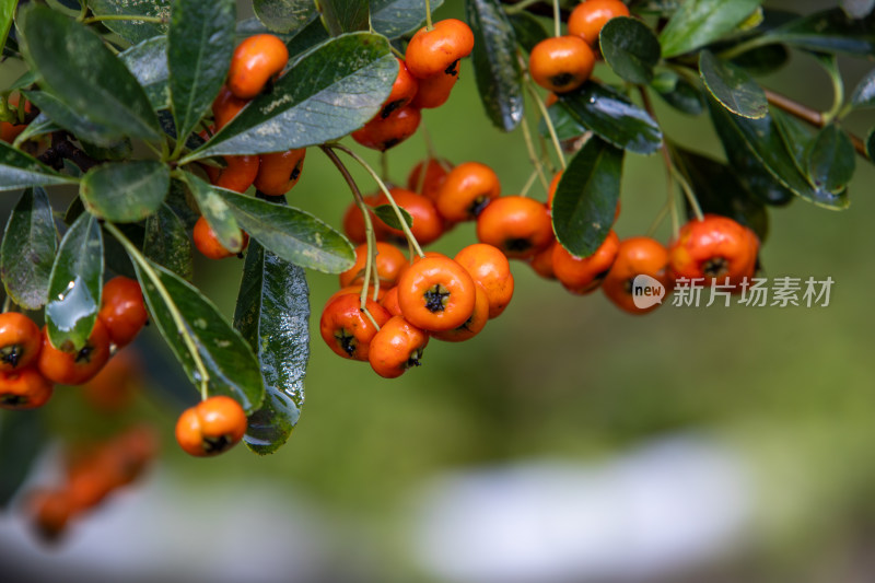 橙色火棘果盆栽植物特写