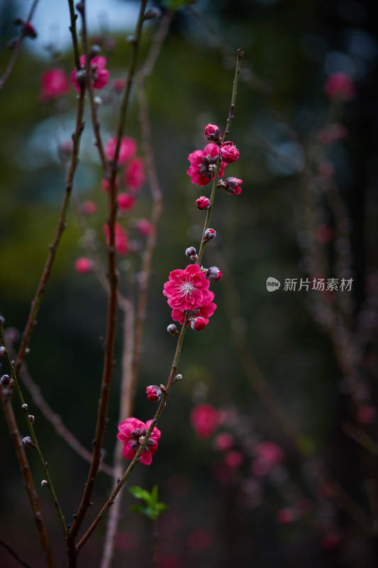 特写绽放的粉红色花朵