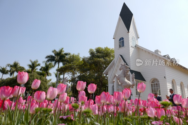 厦门园博苑第15届郁金香花展以及大地花卉展