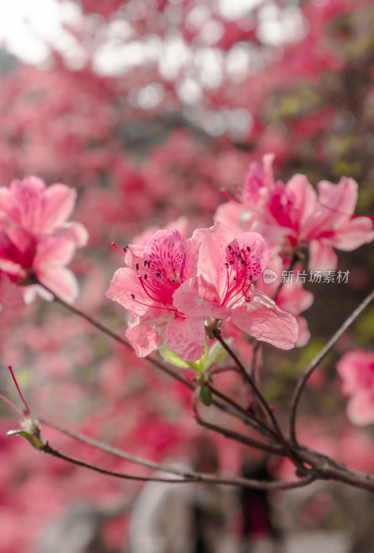 湖北云雾山杜鹃花