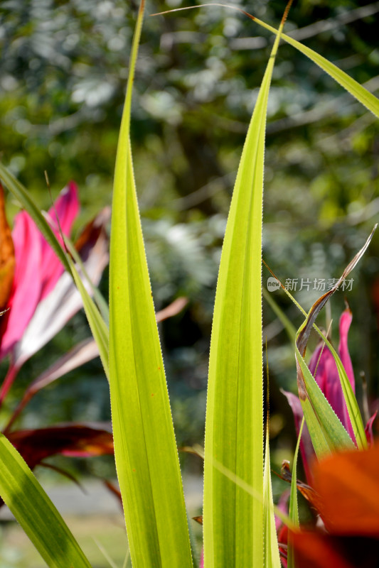 特写绿色植物叶片