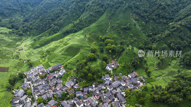 杭州西湖龙井产地梅家坞云雾茶园