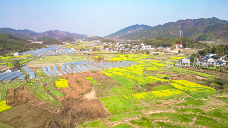 农业种植农田油菜花美丽乡村航拍