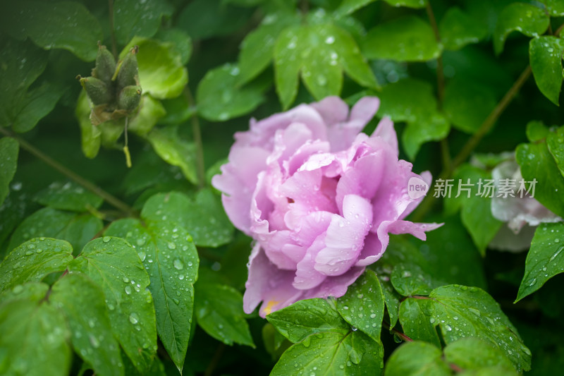 雨中牡丹花