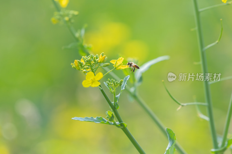 春天油菜花和蜜蜂