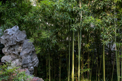 夏季竹林石景园林景观