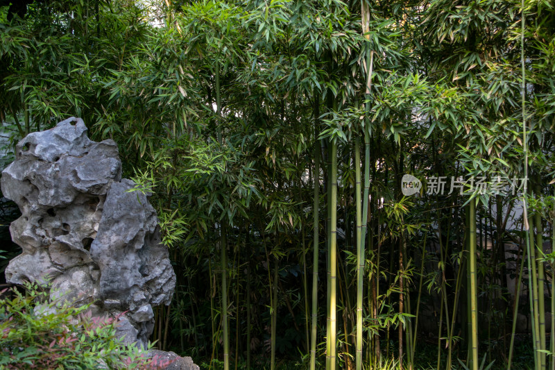 夏季竹林石景园林景观