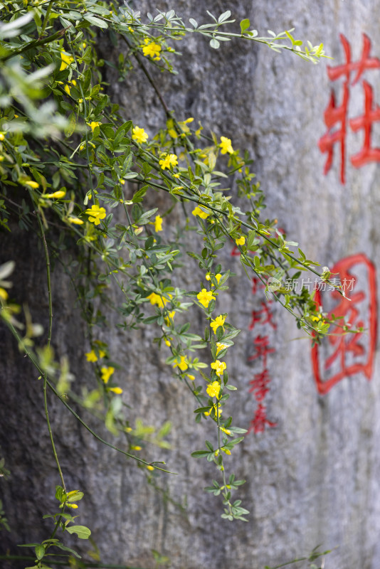 春天盛开的迎春花