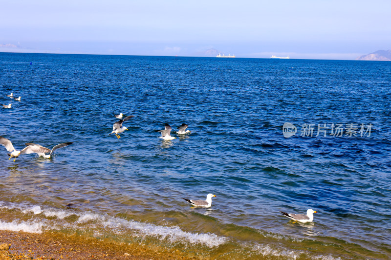 海上戏水的海鸥