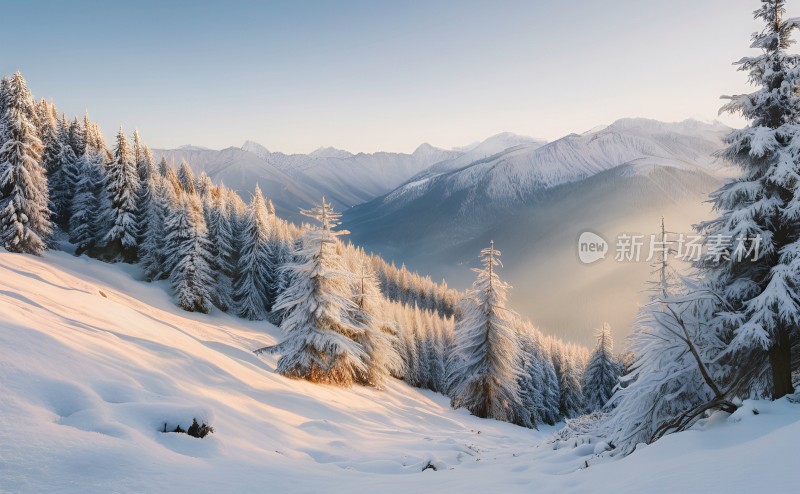 冬季森林白雪覆盖风景