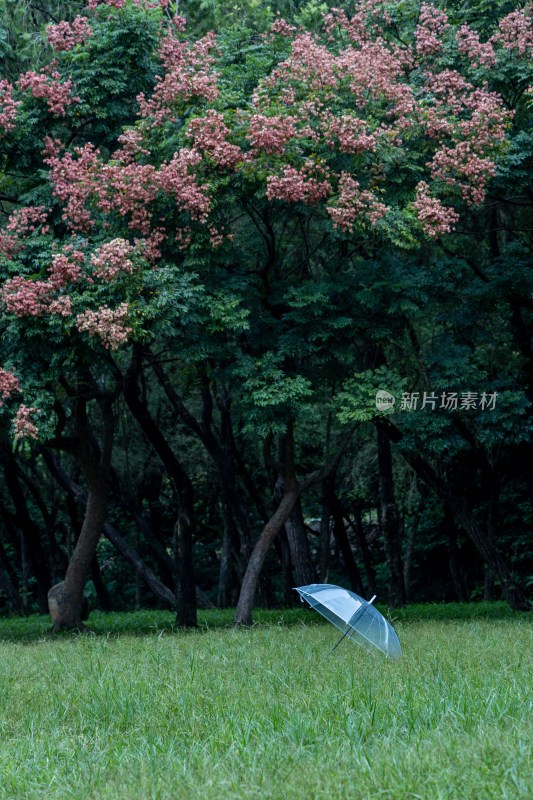 栾树花开