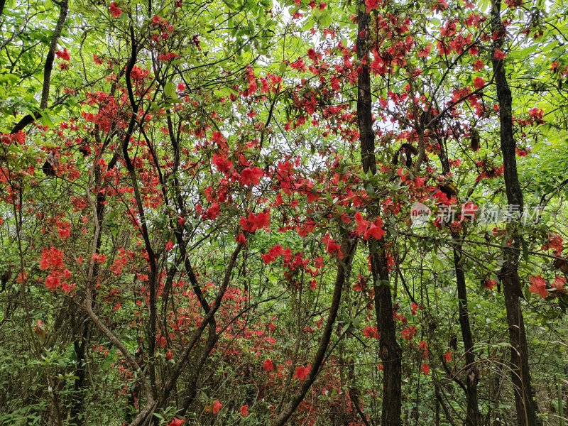 红色杜鹃花