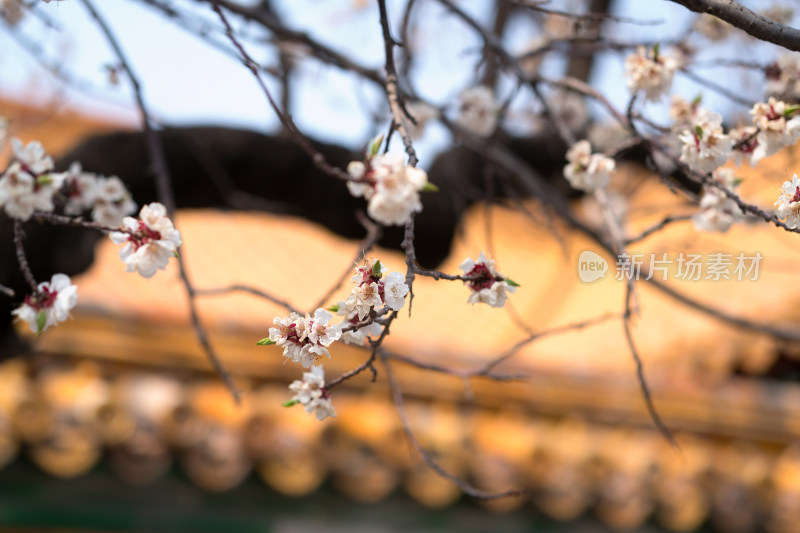 北京紫禁城里的桃花