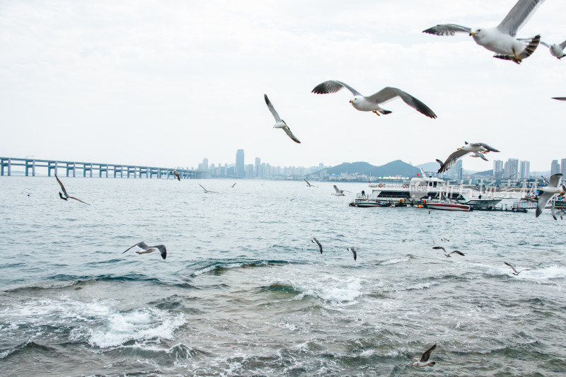 辽宁大连星海湾跨海大桥海鸥飞舞