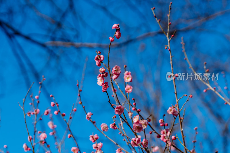 西溪湿地晴朗天气下盛开的梅花