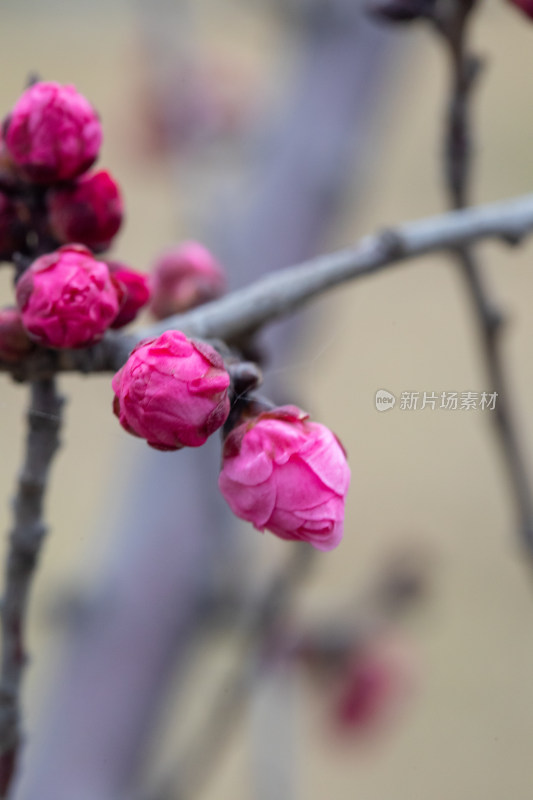 含苞待放的梅花