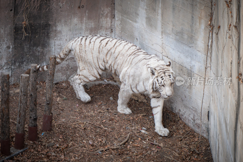 白虎在动物园行走