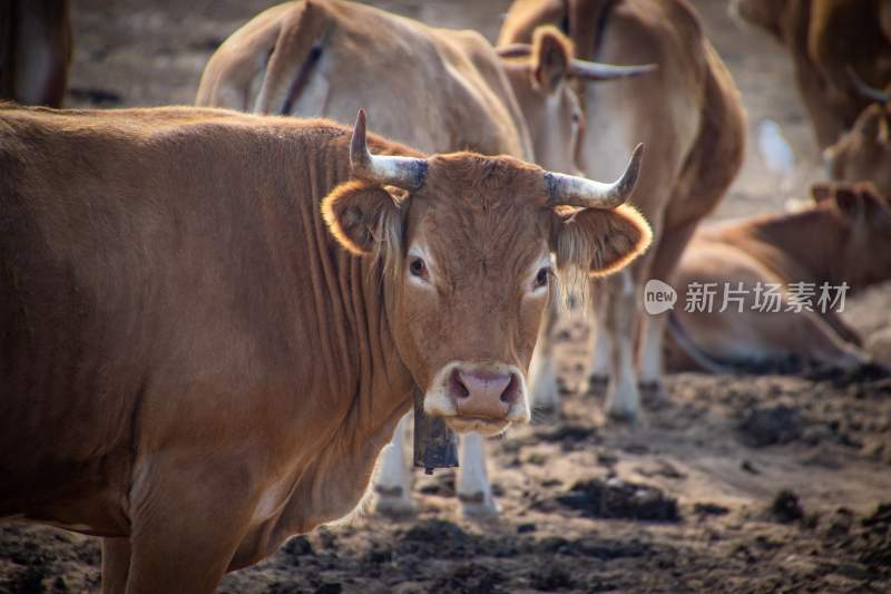 野生动物园野牛奶牛