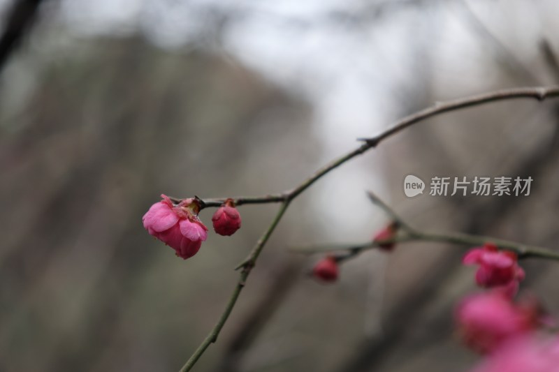 枝头绽放的粉红色花朵