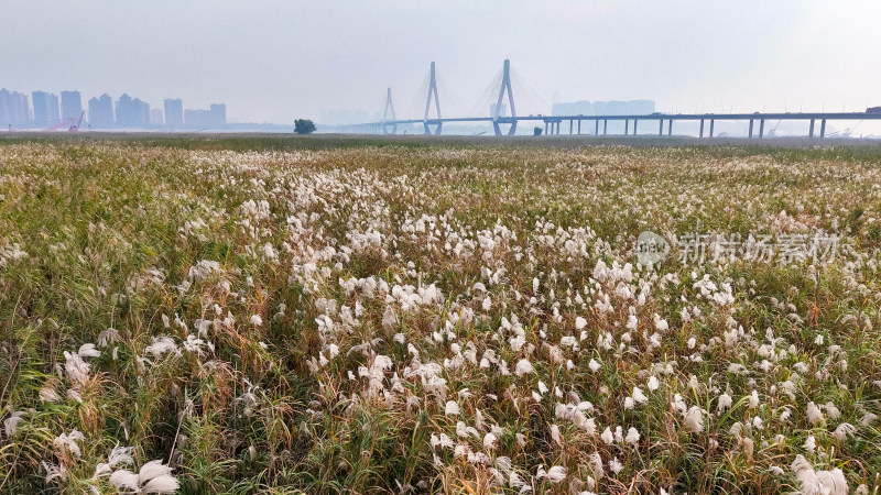 岳阳洞庭湖芦苇航拍图