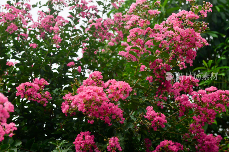 紫薇花卉花朵花蕊农村痒痒花痒痒树