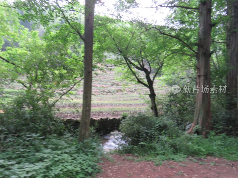 杭州九溪烟树景区