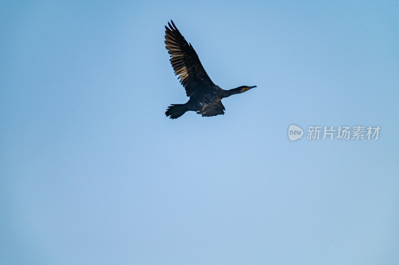 洛阳洛河边湿地里空中飞翔的鱼鹰（鸬鹚）