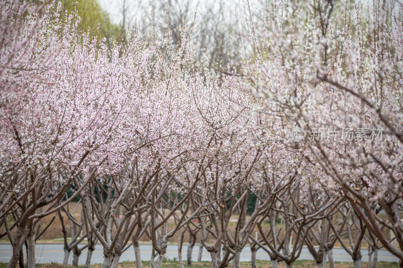 桃树桃花桃树林