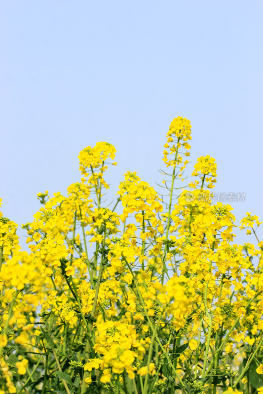 蓝色自然背景中的油菜花