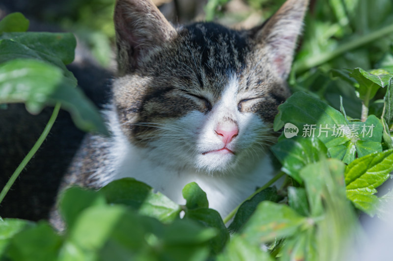 小猫咪、狸花猫、宠物猫