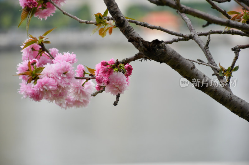 粉色樱花特写