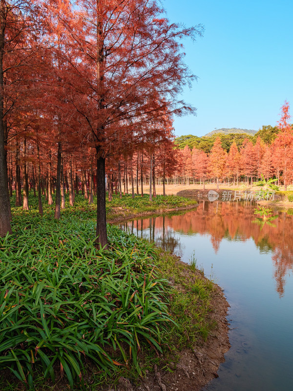 秋天公园里湖边风景