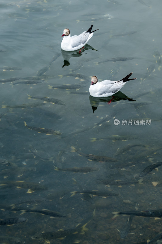 青海湖水鸟