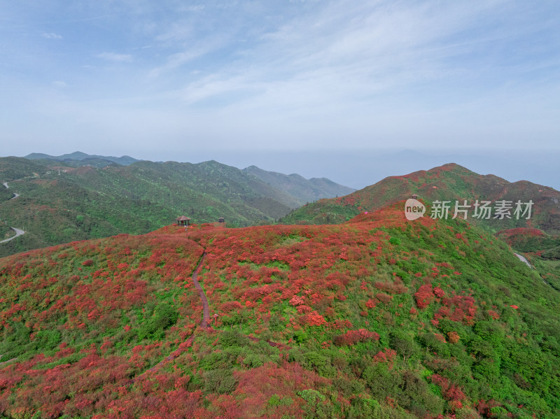 长沙市浏阳大围山杜鹃花海风光