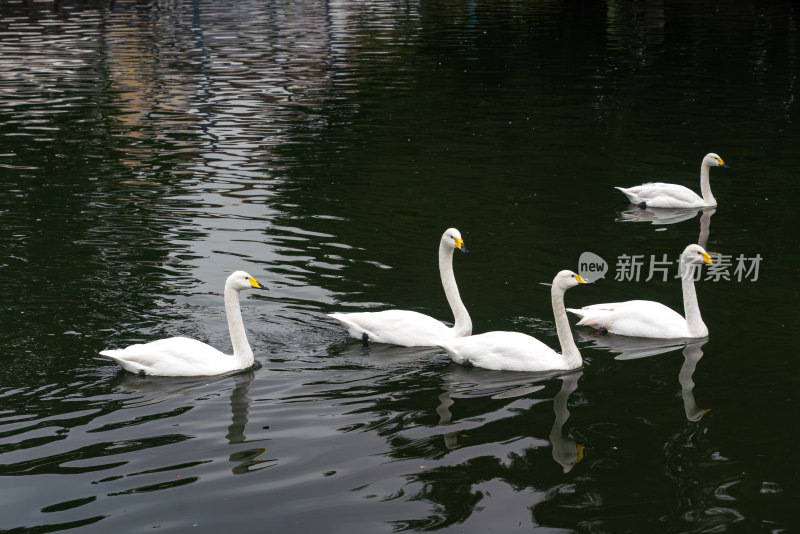 州动物园里成群的白天鹅在湖水面上悠然游弋