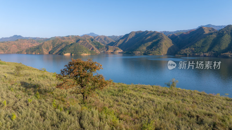 自然风景秋天里湖光山色一棵树