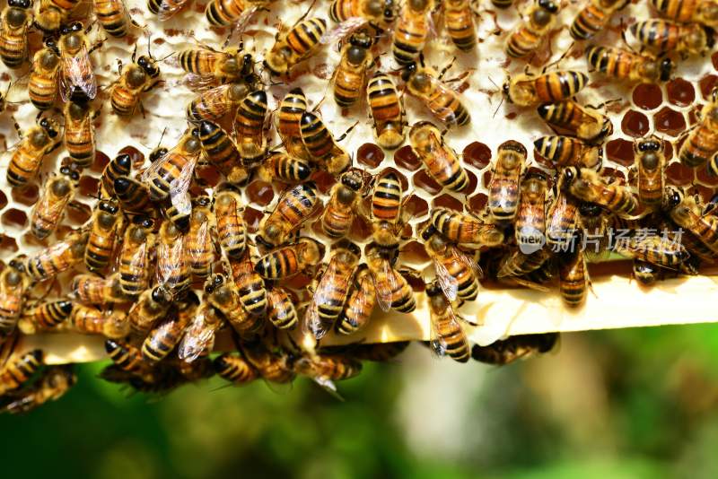 蜜蜂 蜜蜂飞舞 蜜蜂飞
