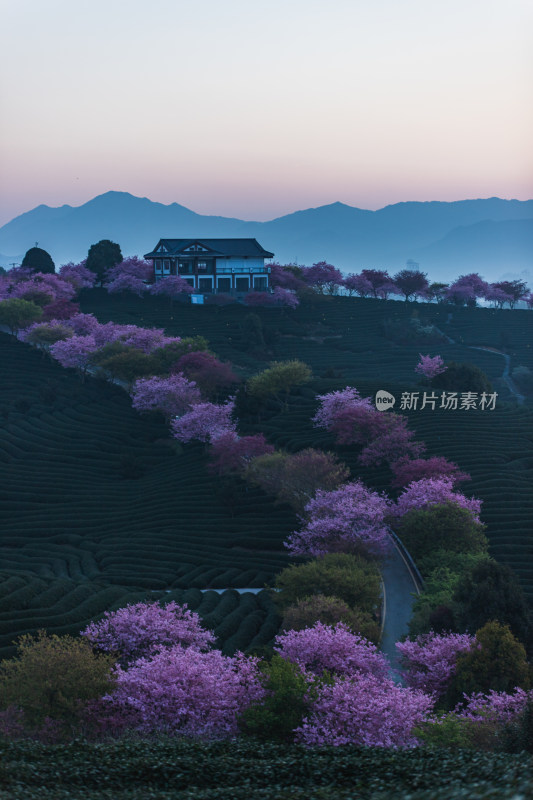 龙岩永福台品樱花茶园